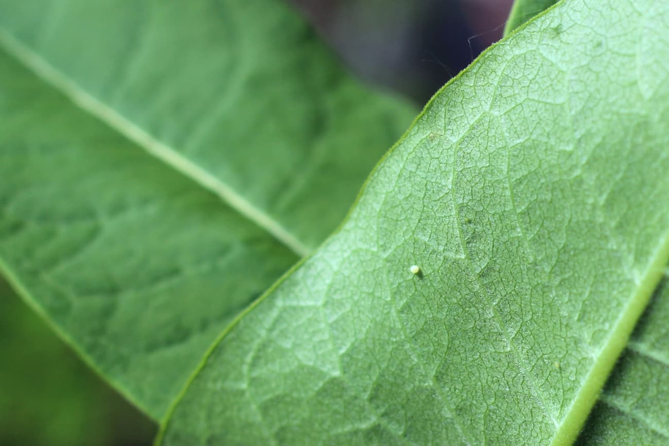 A tiny cream-colored monarch egg on a green common milkweed leaf
